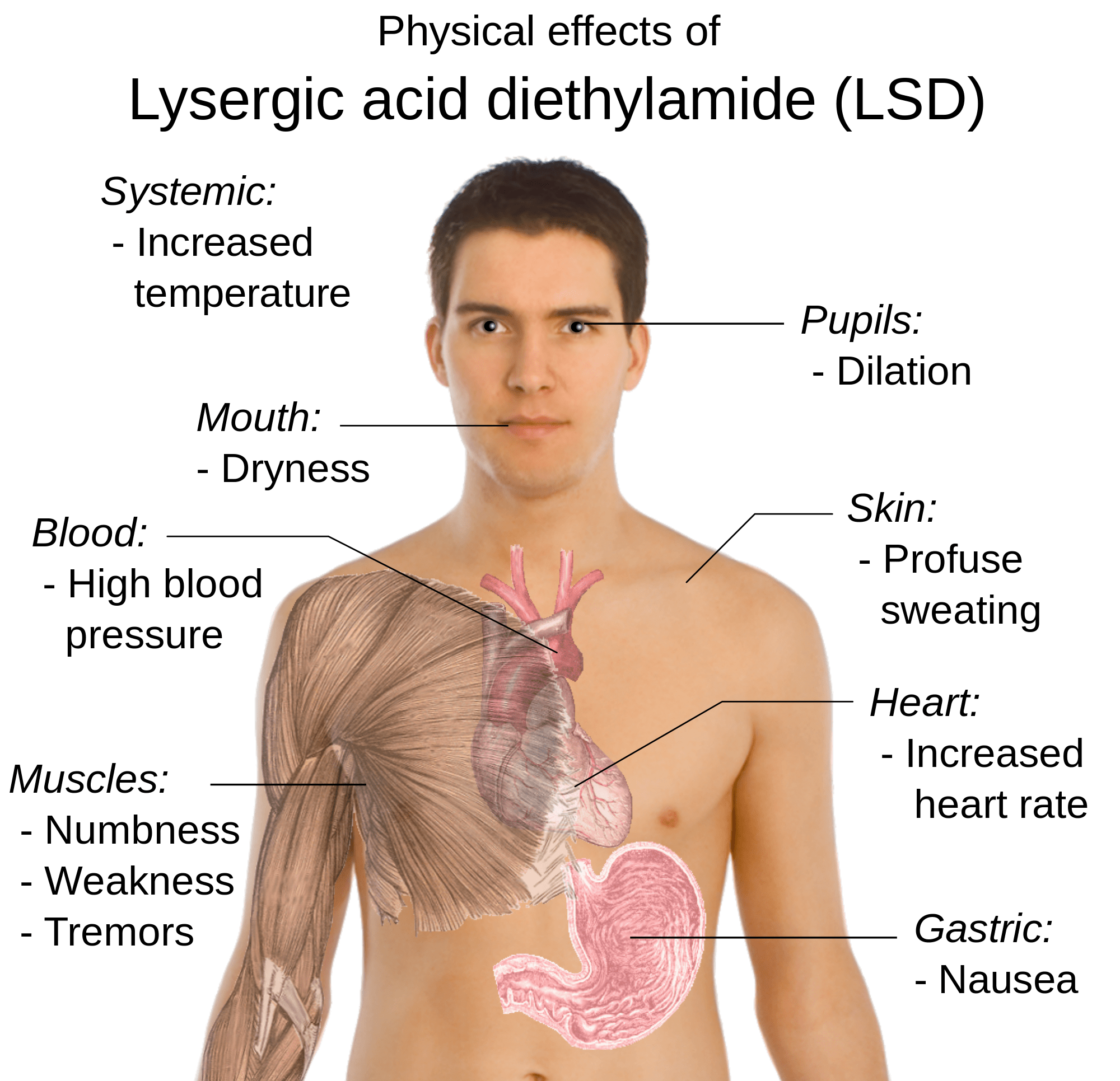 physical effects of LSD