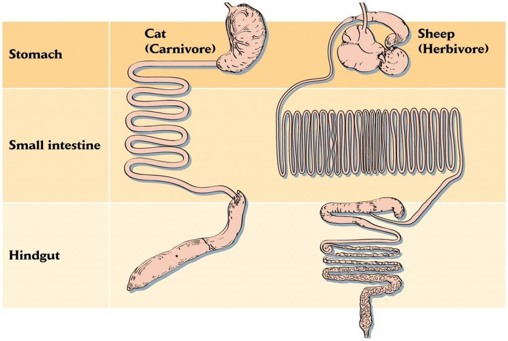 gut length humanherbivore  vs carnivore virtualdr.ir