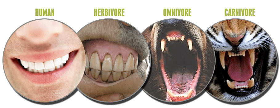 teeth carnivore herbivore human virtualdr.ir
