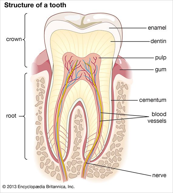 tooth-structure-virtualDr.ir