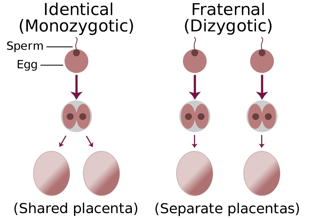 Identical-fraternal-sperm-virtualdr.ir