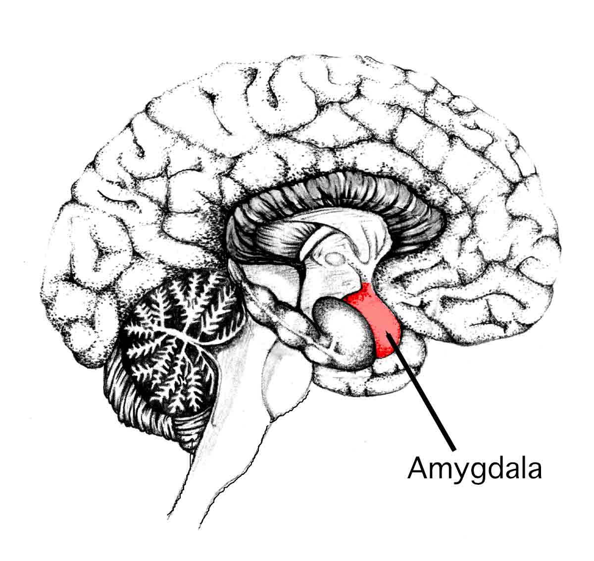 amygdala-virtualdr.ir