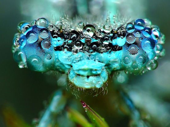 dew-dragonfly