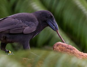 hawaiian-crow-tool-use
