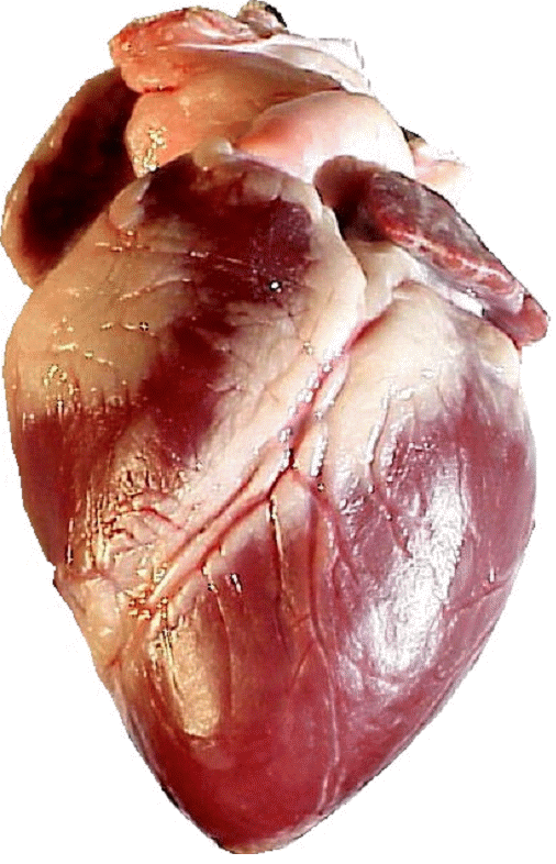 pigs_heart_ventral_view-1