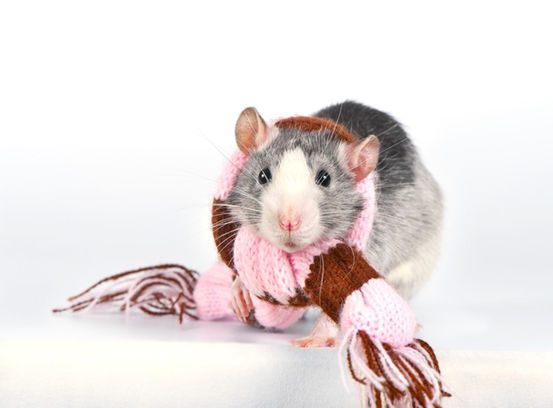 rat-wearing-scarf