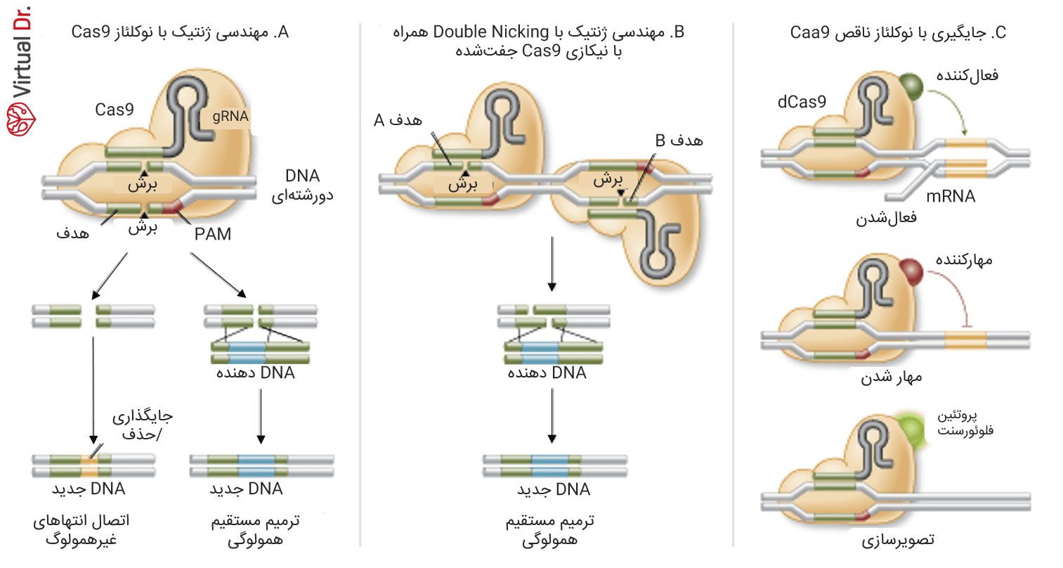 مکان نوکلئازی نوع اولِ آنزیم Cas9 به طور اختصاصی با برش دورشته‌ای از DNA مکانیسم ترمیم شکست دو رشته از آن را فعال می‌کند. در غیاب تمپلیت ترمیمی همولوگ، اتصال انتهای غیرهمولوگ می‌تواند موجب بر هم زدن توالی معنادار DNA شود. متناوباً جهش‌های دقیق و جانشینی می‌تواند توسط تمپلیت ترمیم هومولوگ یا بهره بردن از مسیر ترمیم مستقیم هومولوگی به وجود بیاید. 2.Cas9 جهش‌یافته سایتی می‌سازد مخصوص برای نیک تک رشته‌ای. دو sgRNA می‌تواند برای برشی متقابل در دو رشته مقدمه‌ای باشد، که می‌تواند متحمل ترمیم مستقیم همولوگی شود. 3.Cas9 غیرنوکلئازی (نوع سوم) می‌تواند به دامنه‌ی‌های عامل زیادی متصل شده و جایگاه‌های مختلفی را ایجاد کند. برای مثال فعال‌کننده‌ها و مهارکننده‌های رونویسی و همچنین پروتئین‌های فلوئورسنت 