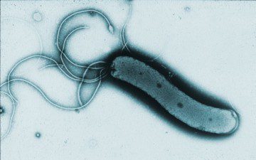 helicobacter-pylori-virtualdr-ir