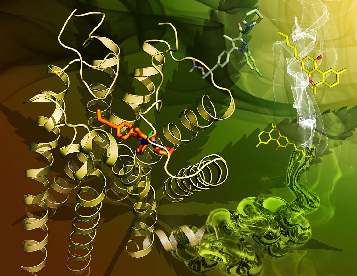 این تصویر طرحی را از گیرنده‌ی ماریجوانای مصنوعی که CB1 نام دارد نشان می‌دهد. گیرنده به رنگ زرد با ساختار شبیه ریبون، در اتصال به مولکولی تثبیت‌کننده به نام AM6538 که با رنگ نارنجی مشخص شده است، در تصویر دیده می‌شود. ماده‌ی فعال در ماریجوانا (THC) با میله‌های زرد نشان داده شده است. اعتبار تصویر متعلق به (Yekaterina Kadyshevskaya، University of Southern California) می‌باشد.