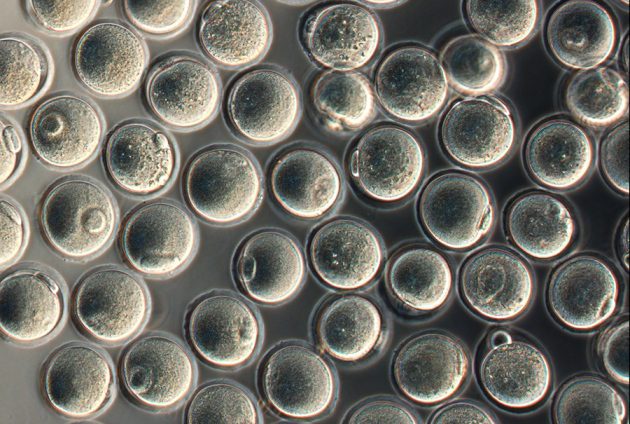 سلول‌های تخم درون ظرف: اووسیت‌های مصنوعی موش که از سلول‌های بنیادی جنینی ساخته شده‌اند. محققان همچنین سلول‌های تخم را از سلول‌های پوستی ساخته‌اند که برای داشتن وضعیتی مشابه سلول‌‌های رویانی دوباره برنامه‌ریزی شده‌اند.