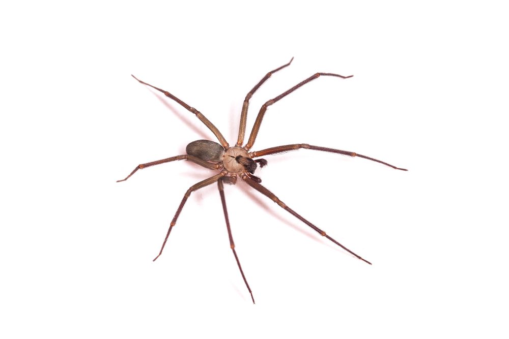 عنکبوت گوشه‌گیر قهوه‌ای؛ که از خویشاوندان نزدیک نوع مدیترانه‌ای می‌باشد.