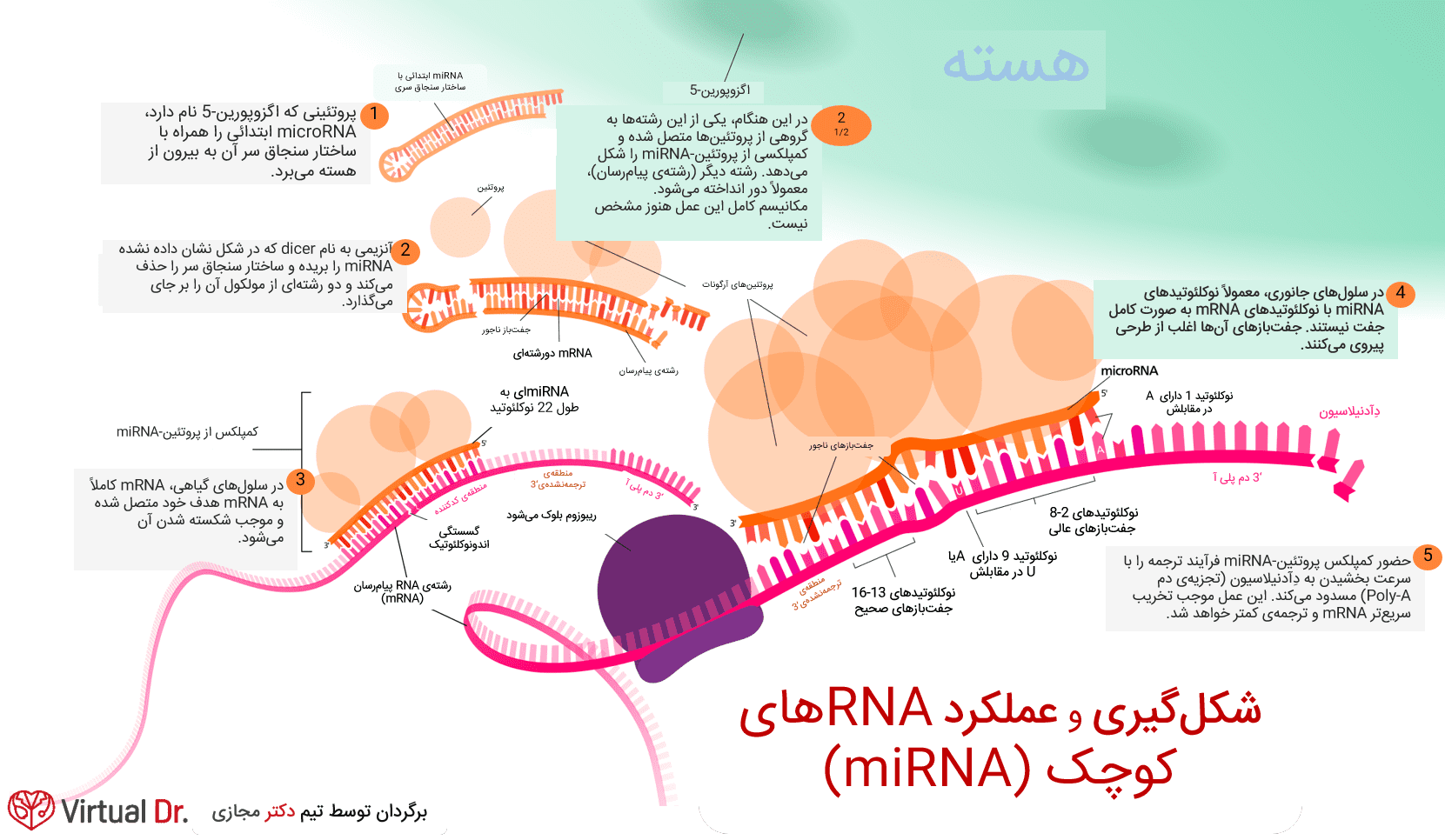 mirna-function-virtualdr-ir