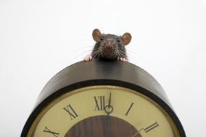 mouse-clock