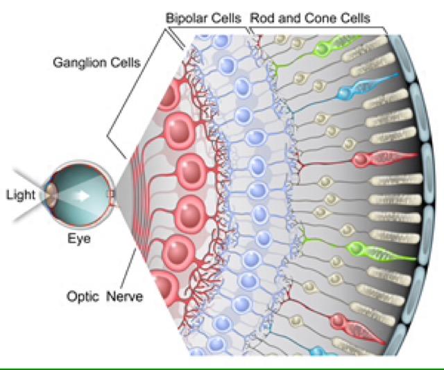 retinal-ganglion-cells-virtualdr-ir