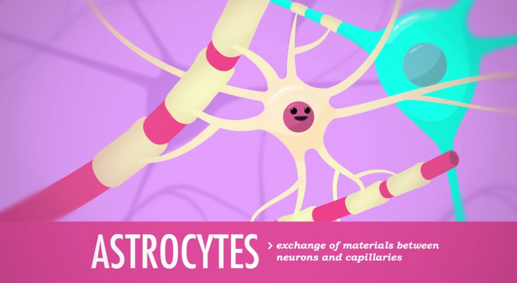 آستروسیت‌ها گروهی از سلول‌های پشتیبان عصبی هستند که با تشکیل ساختارهایی شبیه پا در پیرامون مویرگ‌ها، وظیفۀ تغذیۀ سایر سلول‌های عصبی را بر عهده دارند. منبع: Crash Course