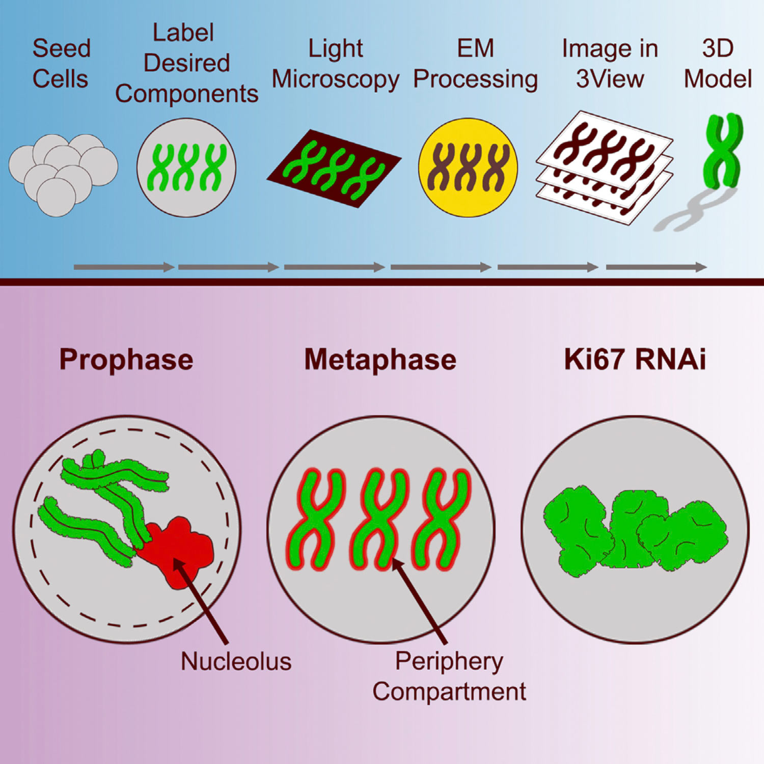 با استفاده از روش میکروسکوبی جدیدی موسوم به 3D-CLEM مشخص شده است که کروموزوم‌های میتوتیک (Mitotic، انجام‌دهندۀ میتوز) منحصراً از کروماتین تشکیل نشده‌اند. منبع: Sci-News