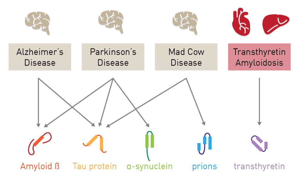 سهم پروتئین‌های مختلف در بیماری‌های جنون گاوی، آلزایمر و پارکینسون.