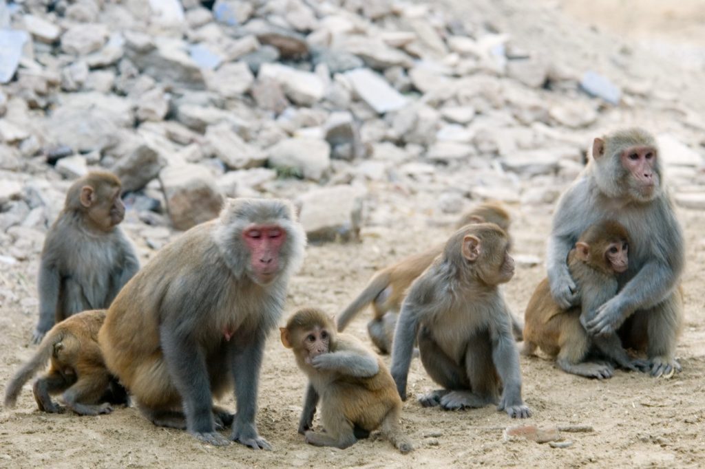 میمون‌های رزوس همانند انسان بسیار اجتماعی هستند.