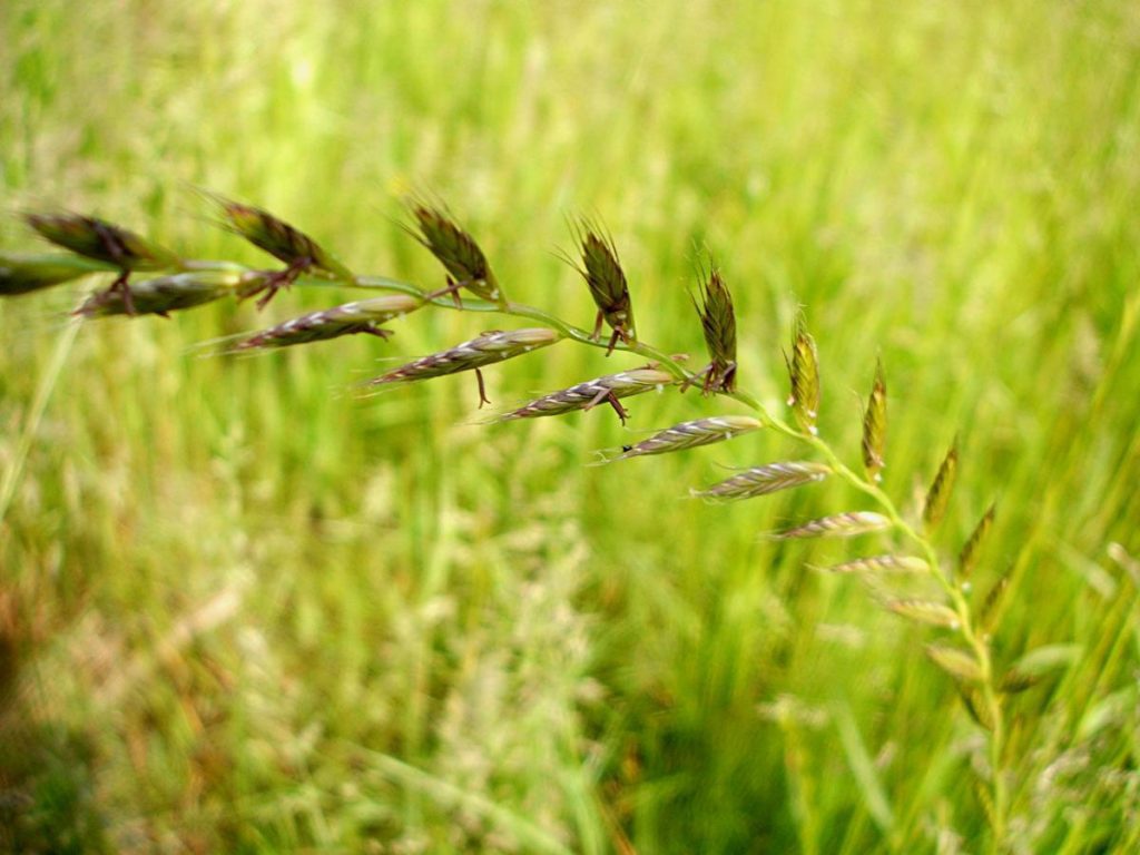 گیاه چاودار (Ryegrass).