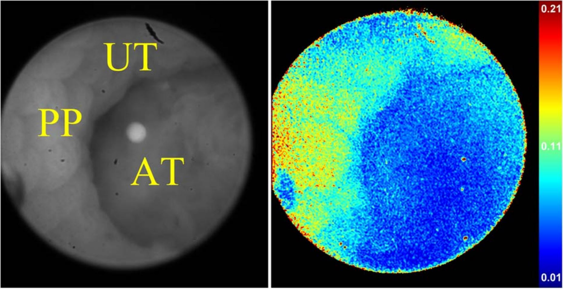 polarized_image_of_colon_tumor_in_mouse-virtualdr-ir