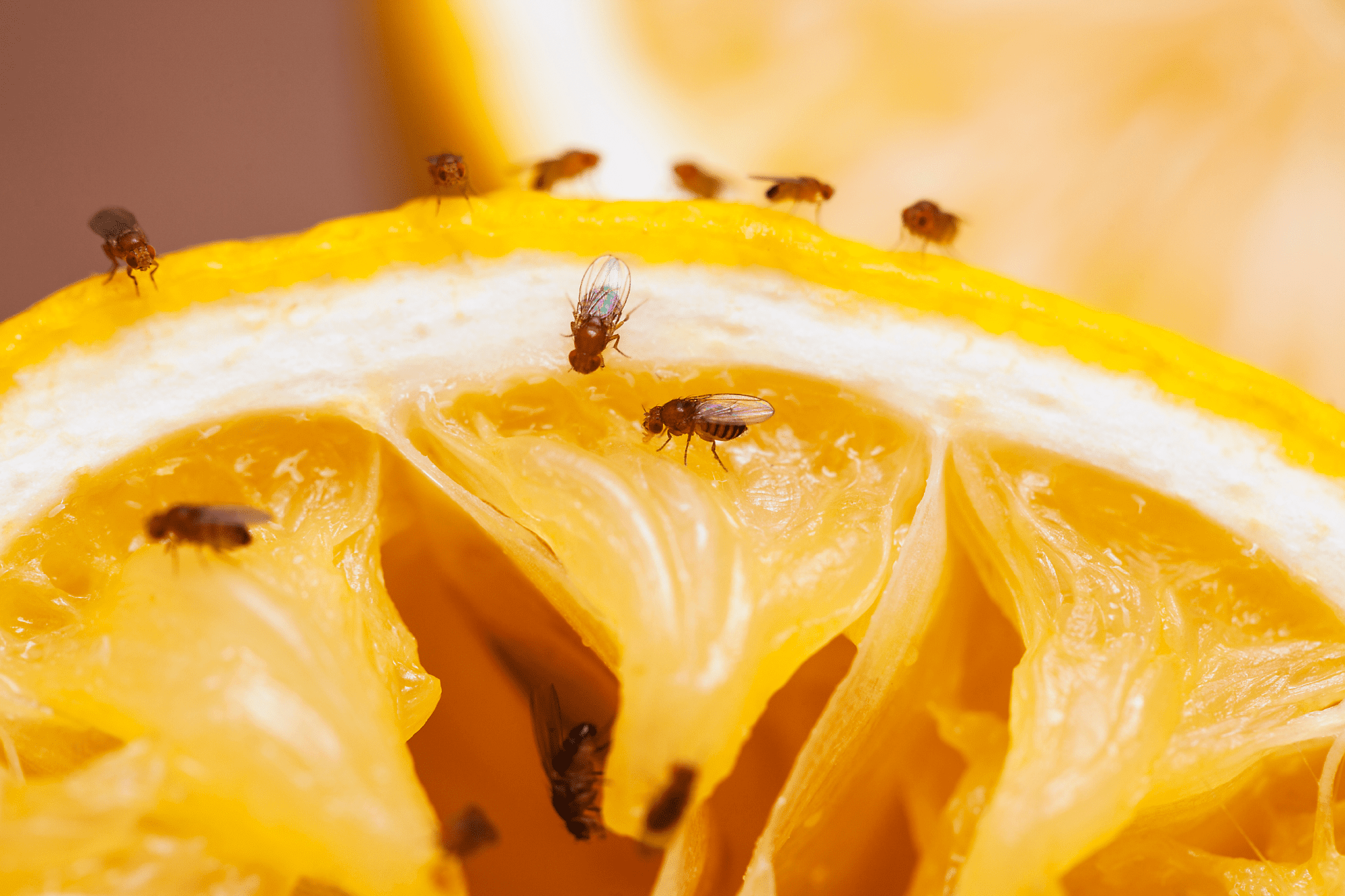 ter-insects-fruit-fly-article-1