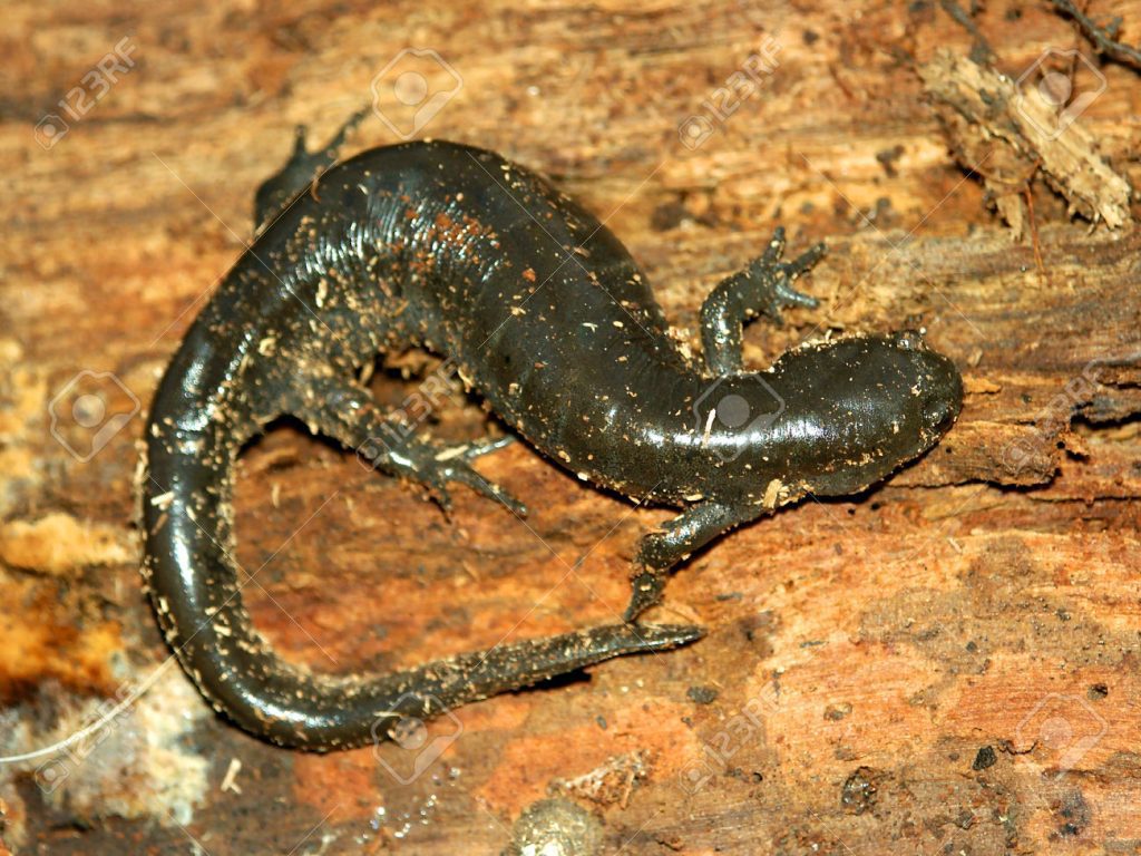 32766129-smallmouth-salamander-ambystoma-texanum-stock-photo