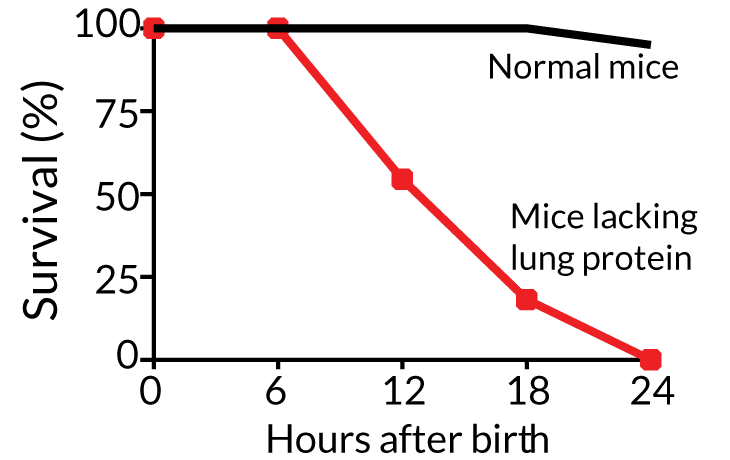 نوزادان موش فاقد پروتئین Piezo2 طی ۲۴ ساعت پس از تولد، جان خود را از دست دادند. منیع: Science News