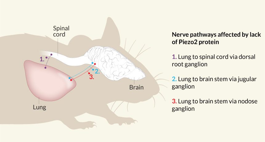 از پای فتاده سلول‌های عصبی ریه - طی پاسخ به افزایش فشار ناشی از افزایش حجم ریه - سیگنال‌هایی را به مغز ارسال می2کنند که نقش بسیار حیاتی در تنظیم تنفس دارد. در صورت عدم حضور این پروتئین در پاره‌ای از مسیر‌های عصبی (آبی) موش‌ها طی ۲۴ ساعت اولیۀ زندگی می‌میرند. این در حالی است که فقدان این پروتئین در مسیرهای دیگر (آبی) صرفاً باعث بروز مشکلات تنفسی می‌شود. منبع: Science News