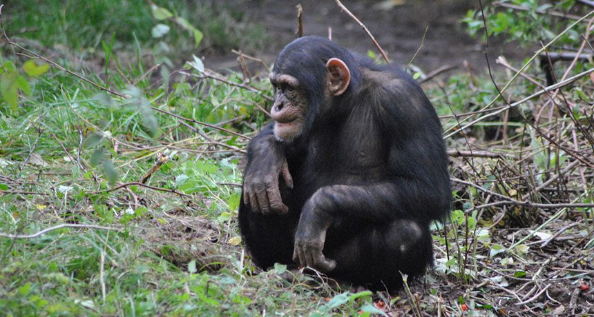 این شامپانزه در حال نگاه به چیست؟ مطالعات جدید نشان داده‌اند که شامپانزه‌ها به جای چهره، از طریق پشت یک‌دیگر را شناسایی می‌کنند.