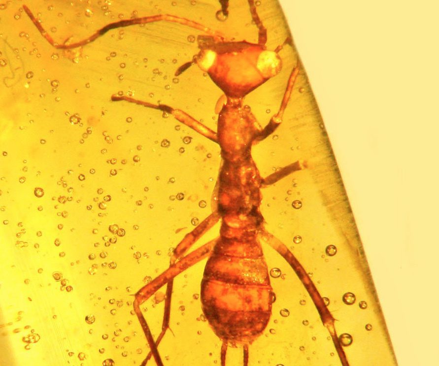 alien-insect-amber-cropped