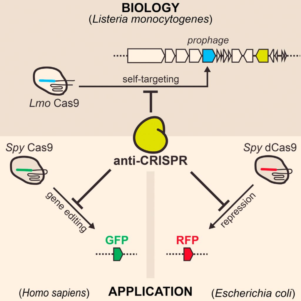 چهار عدد پروتئین مهارکنندۀ CRISPR-Cas9 که توسط گونۀ Listeria monocytogenes بیان می‌شود، قادر است فرآیند ویرایش ژن در باکتری و انسان را غیرفعال کند. امتیاز تصویر: Benjamin J. Rauch et al, doi: 10.1016/j.cell.2016.12.009