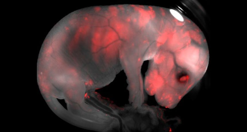 محققان موفق به ایجاد رویان موش حاوی سلول‌های قرمز شده‌اند. حیوانات دورگه یا کایمریک قادرند اعضای بدن انسان را (در صورت دریافت سلول‌های پیش‌ساز) جهت تأمین مصارف پیوندی، تأمین نمایند.