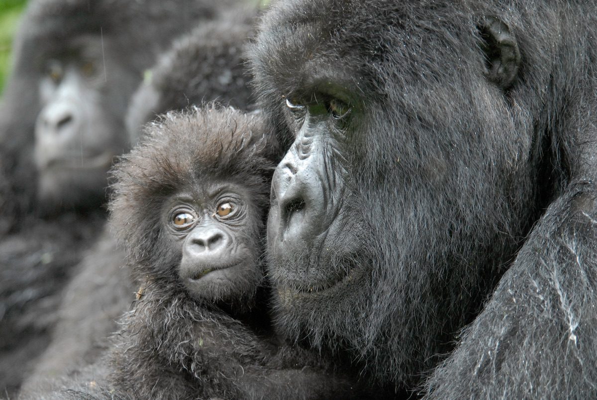 female-gorilla-and-baby