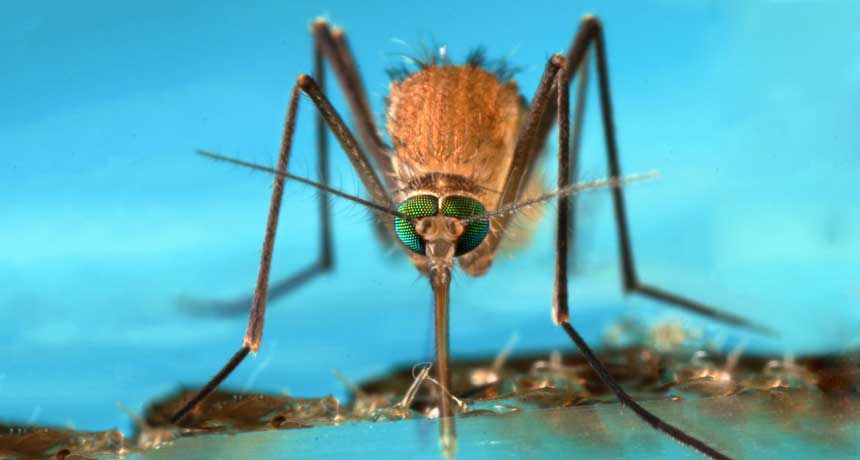 Disease Spreader محققان به اطلاعات جدیدی مبنی بر نحوۀ نابودسازی انگل مالاریا در پشه٬های گونۀ anopheles gambiae - که از مهم‌ترین ناقلین مالاریا در نواحی جنوب صحرای آفریقا محسوب می‌شود - به دست آوده‌اند.