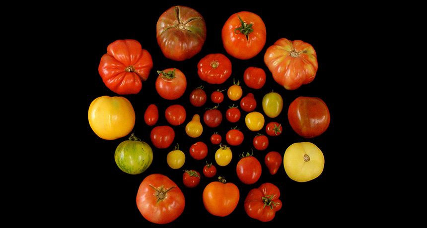 United Nations of Tomato مطالعۀ اساس ژنتیکی مزۀ گوجه‌فرنگی‌ها به راهی جهت بهبود مزۀ گوجه‌فرنگی‌های اصلاح‌شدۀ تجاری، دست یافته است.