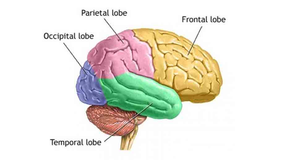 10402043-lobes-of-the-brain