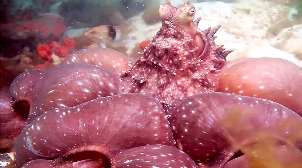 angry-hungry-octopus