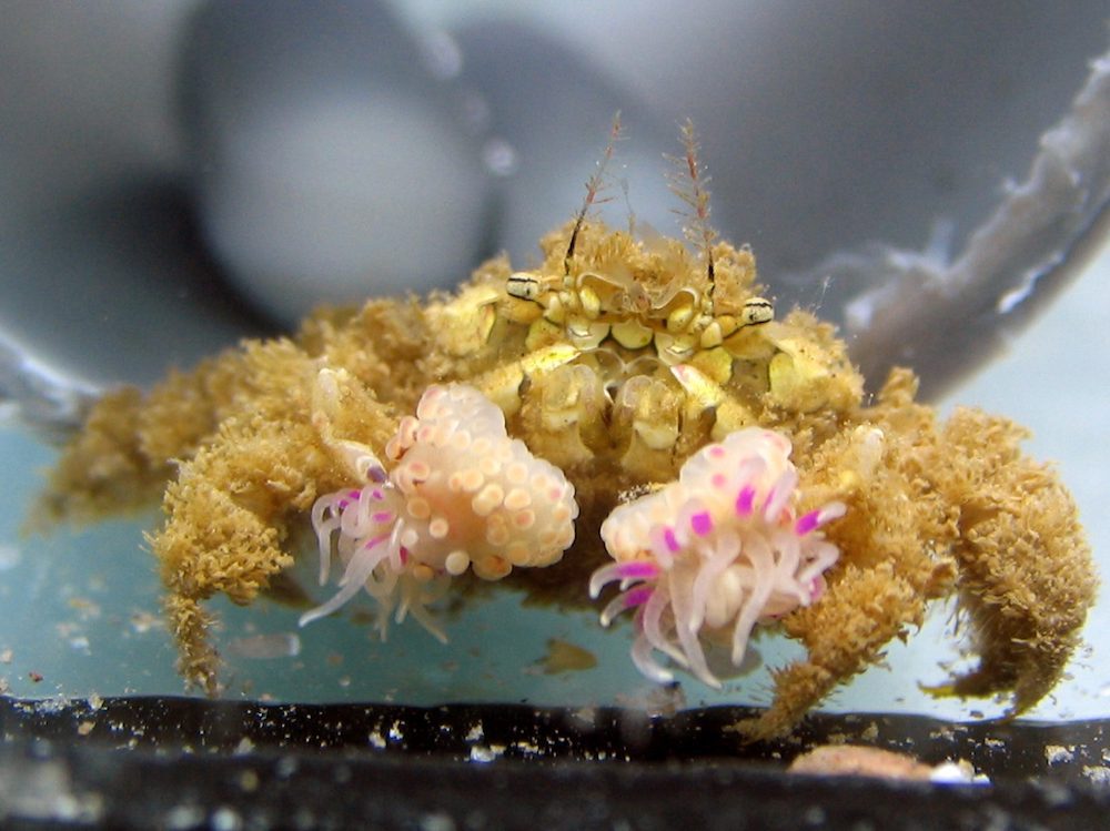 boxer-crab-sea-anemone