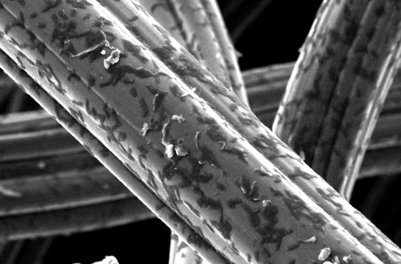 content-1486379854-an-extreme-closeup-of-electrogenic-bacteria-colonizing-the-electrode-surface-where-current-is-collected-credit-nathan-d-kirchhofer