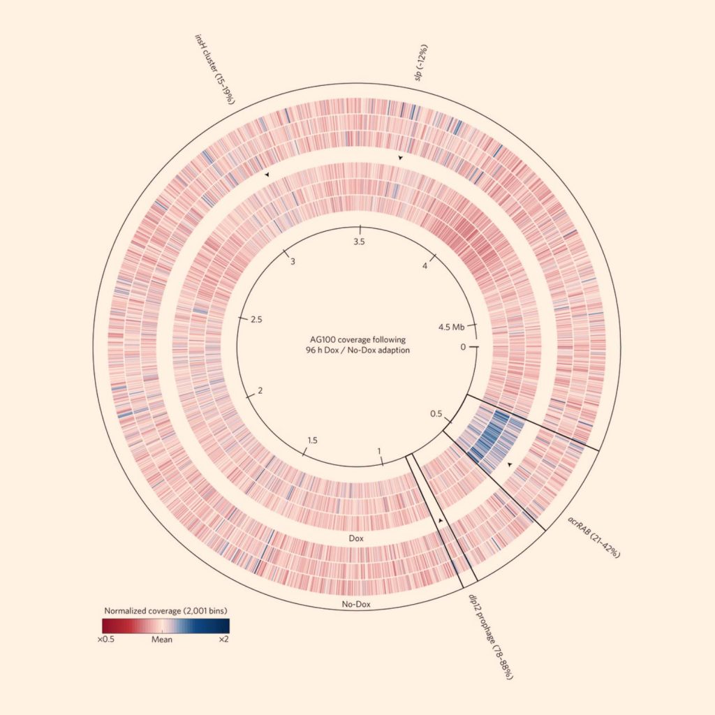 نقشۀ DNA اشریشیا کلی پس از ۶۰ نسل تولید مثل (۹۶ ساعت) در حضور و عدم حضور داکسی‌سایکلین؛ اطلاعات ثبت شده در حضور (سه حلقۀ داخلی، Dox) و عدم حضور داکسی‌سایکلین (سه حلقۀ خارجی، No-Dox) نشان‌دهندۀ مکانیسم‌های ژنتیکی احتمالی مسئول مقادیر مثبت r (آهنگ رشد)، K (ظرفیت حمل) و سازگاری مقاومتی می‌باشد. تغییرات DNA ثبت شده در پروتکل توالی‌یابی به رنگ‌های قرمز (کاهش)، آبی (افزایش)، سفید (از دست رفتن کامل DNA) و خاکستری (بدون تغییر) نشان داده شده است. حلقۀ سیاه‌رنگ داخلی نشان‌دهندۀ موقعیت ژنوم است که سه کپی از آن به اضای هر یک مرحلۀ درمانی توالی‌یابی شده است. قسمت سفید‌رنگ موسوم به dlp12 نشان‌دهندۀ حذف پروفاژ (مادۀ ژنتیکی باکتریوفاژ) dlp12 در حضور داکسی‌سایکلین می‌باشد. لیبل‌های خارج حلقه نیز نمایان‌گر فرکانس حدودی بروز جهش در هر سه جمعیت مورد مطالعه است. این جهش‌ها مسئول افزایش بیان اپران acr (که داکسی‌سایکلین را به بیرون از سلول منتقل می‌کند) می‌باشد. امتیاز تصویر: C. Reding-Roman et al, doi: 10.1038/s41559-016-0050.