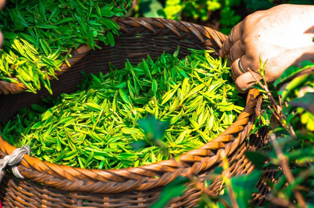 اپی‌گالوکاتکین گالات - ترکیبی که در برگ چای سبز یافت می‌شود - می‌تواند تأثرات مطلوبی در جلوگیری از رسوب پروتئین در بیماری‌های آمیلوییدوز و میلومای چندگانه داشته باشد. امتیاز تصویر: Ascyrafft Adnan