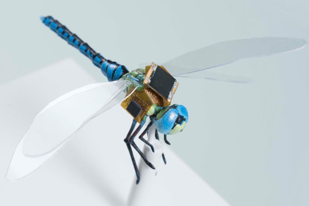 genetically-modified-cyborg-dragonflies-01