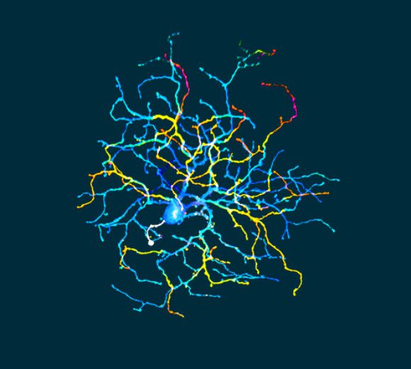 تصویر یک سلول گانگلیونی شبکیه - از نوع ON Delayed - را نشان می‌دهد. امتیاز تصویر: Adam Mani & Gregory W. Schwartz, Northwestern University.