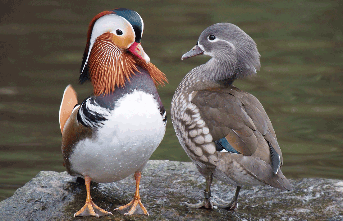 Mandarin ducks, male (left) and female (right). Sexual dimorphism 