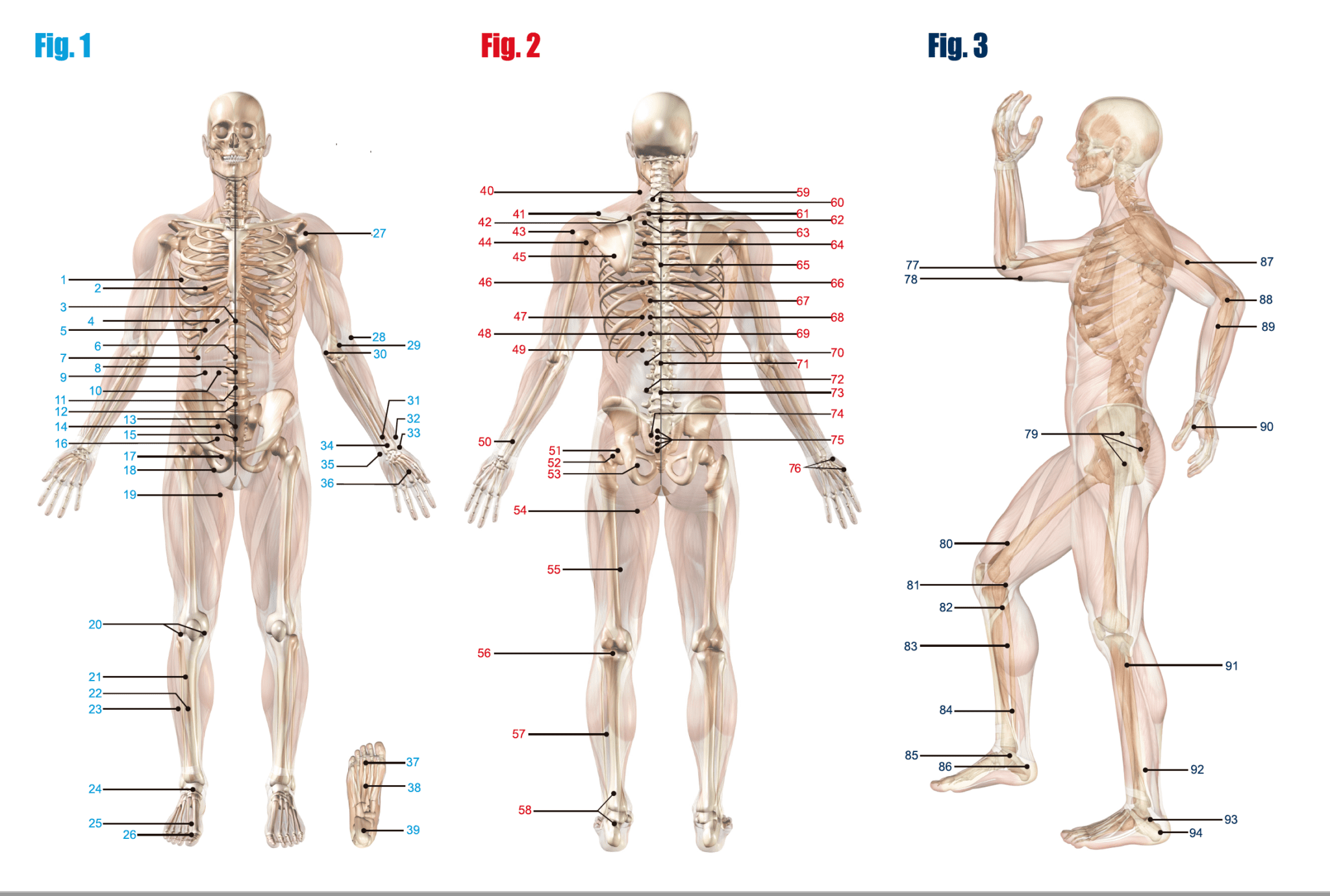 Hidow Acupuncture Chart