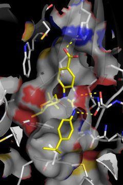 داروی منتخب، BAY1436032(زرد رنگ)، به آنزیم جهش‌یافتهIDH1 متصل می‌شود.