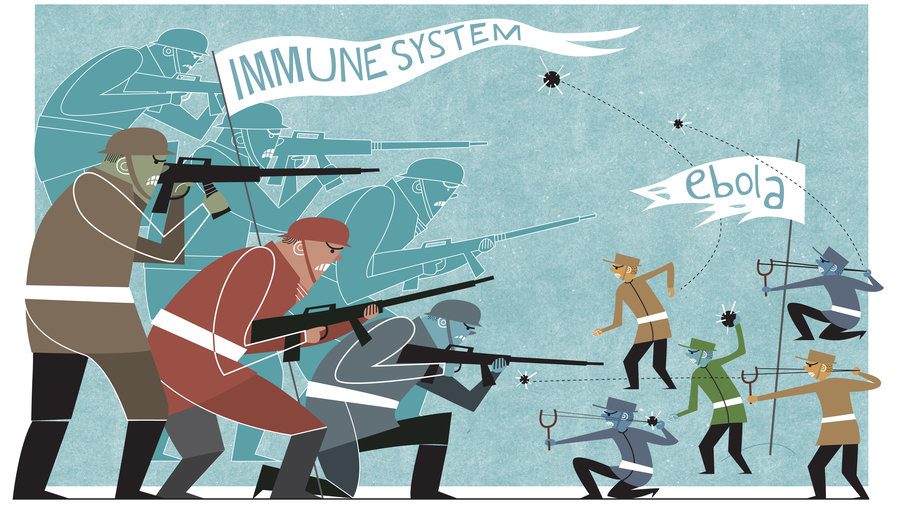Ebola and immune defense