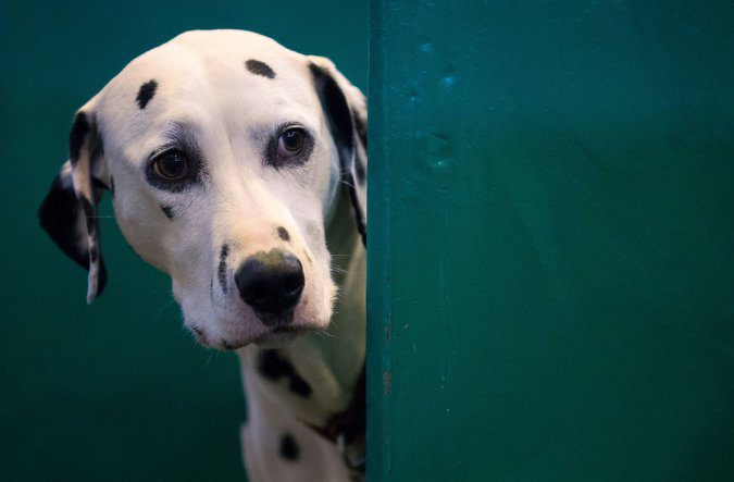 "این یافته‌ی بسیار دلپذیری است که شواهد بیشتری درباره‌ی چگونگی تلاش سگ‌ها برای استفاده از چشم‌هایشان به منظور نزدیک شدن به ما، فراهم می‌کند." (گفته‌ی برایان هیر، استاد و مدیر مرکز شناخت سگ در دانشگاه Duke)