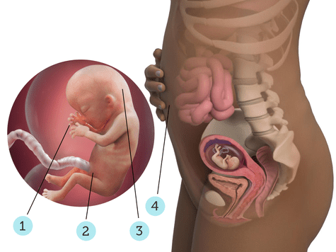 virtualdr.ir/pregnancy week 13 diagram