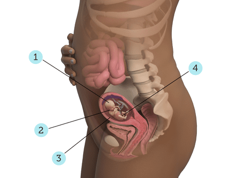 virtualdr.ir/pregnancy week 14 diagram